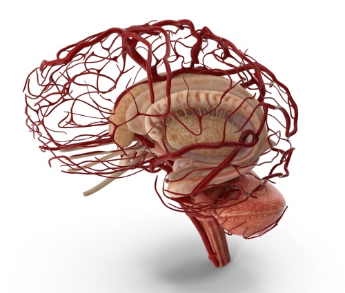 Brain Anatomy Model