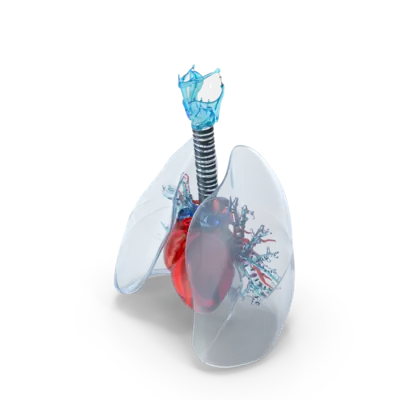 Lungs Model, curewith3d, Cure with 3D