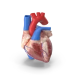 Heart Model, curewith3d, Cure with 3D