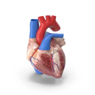 Heart Model, curewith3d, Cure with 3D
