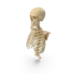 Skull Model, curewith3d, Cure with 3D