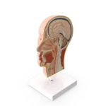 Head Model, curewith3d, Cure with 3D
