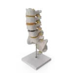 Spine Model, curewith3d, Cure with 3D