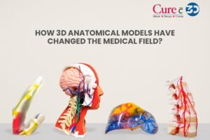 How 3D anatomical models have changed the medical field?