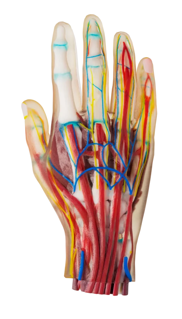 3D Printed Pre-Planning Models Enhancing Surgical Efficiency